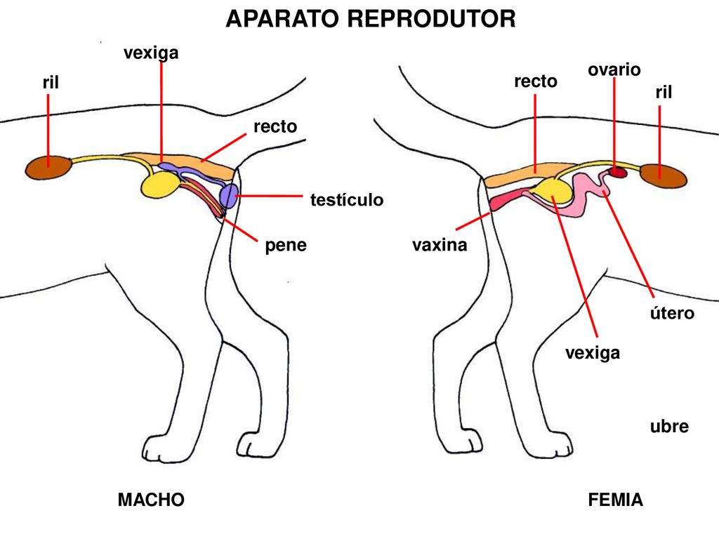 APARATO REPRODUTOR vexiga ovario ril recto ril recto testículo pene