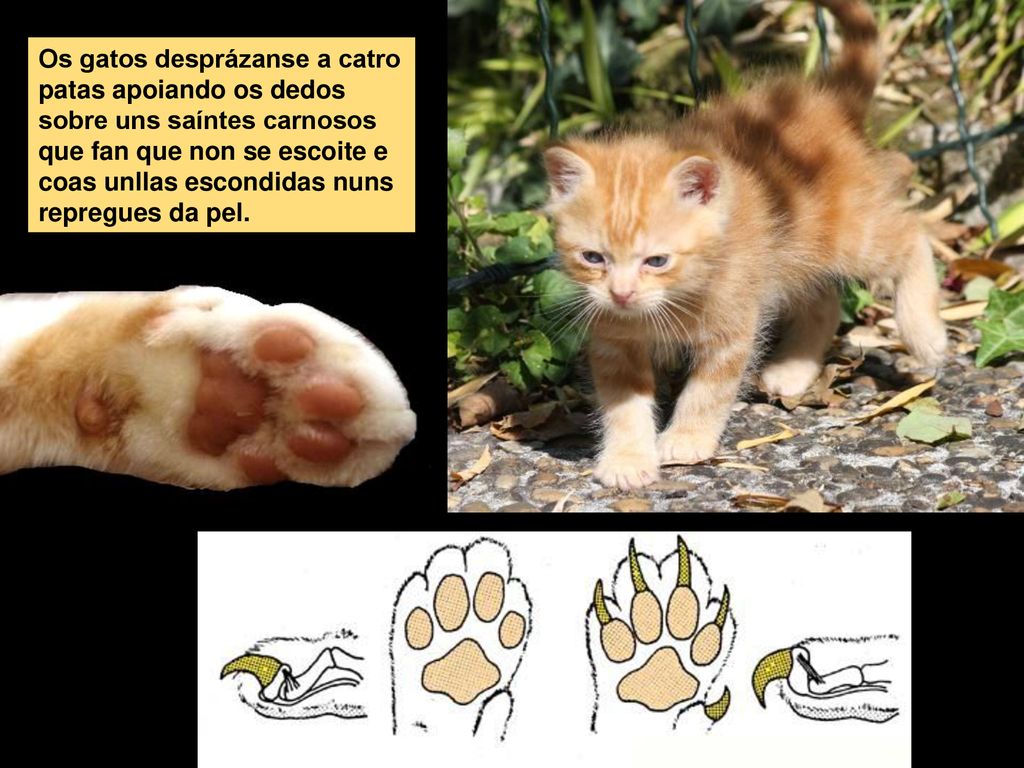 Os gatos desprázanse a catro patas apoiando os dedos sobre uns saíntes carnosos que fan que non se escoite e coas unllas escondidas nuns repregues da pel.