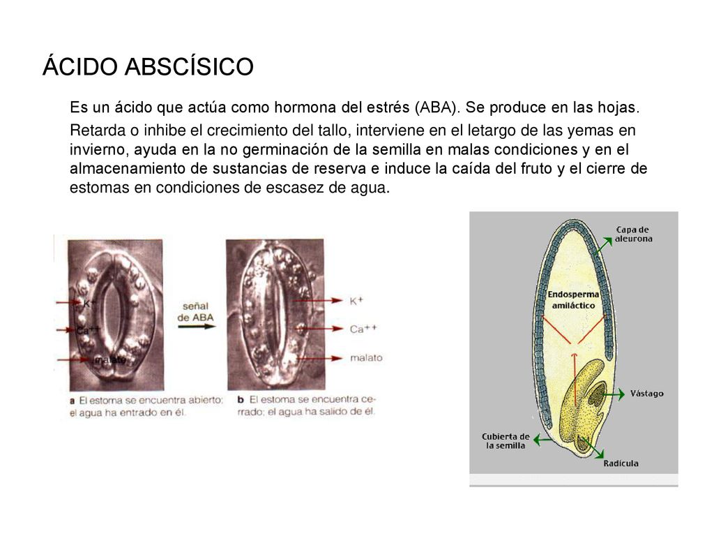 ÁCIDO ABSCÍSICO Es un ácido que actúa como hormona del estrés (ABA). Se produce en las hojas.