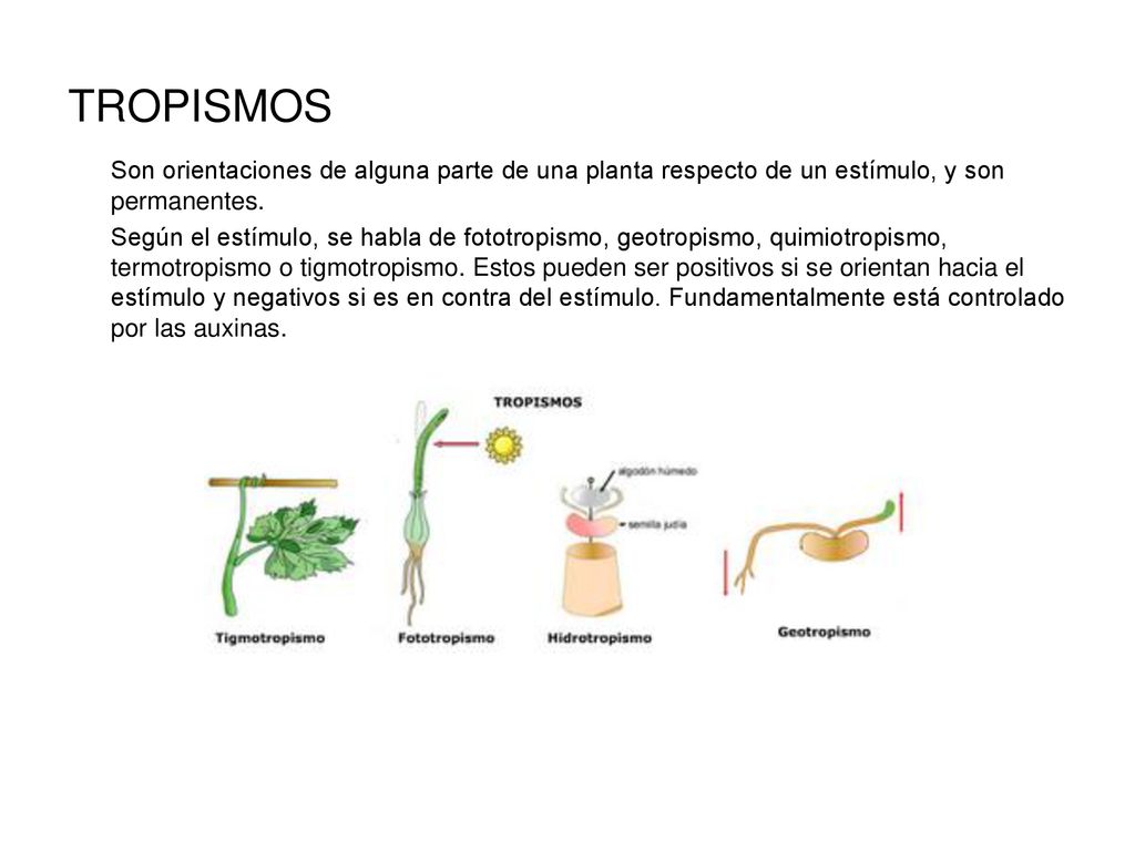 TROPISMOS Son orientaciones de alguna parte de una planta respecto de un estímulo, y son permanentes.