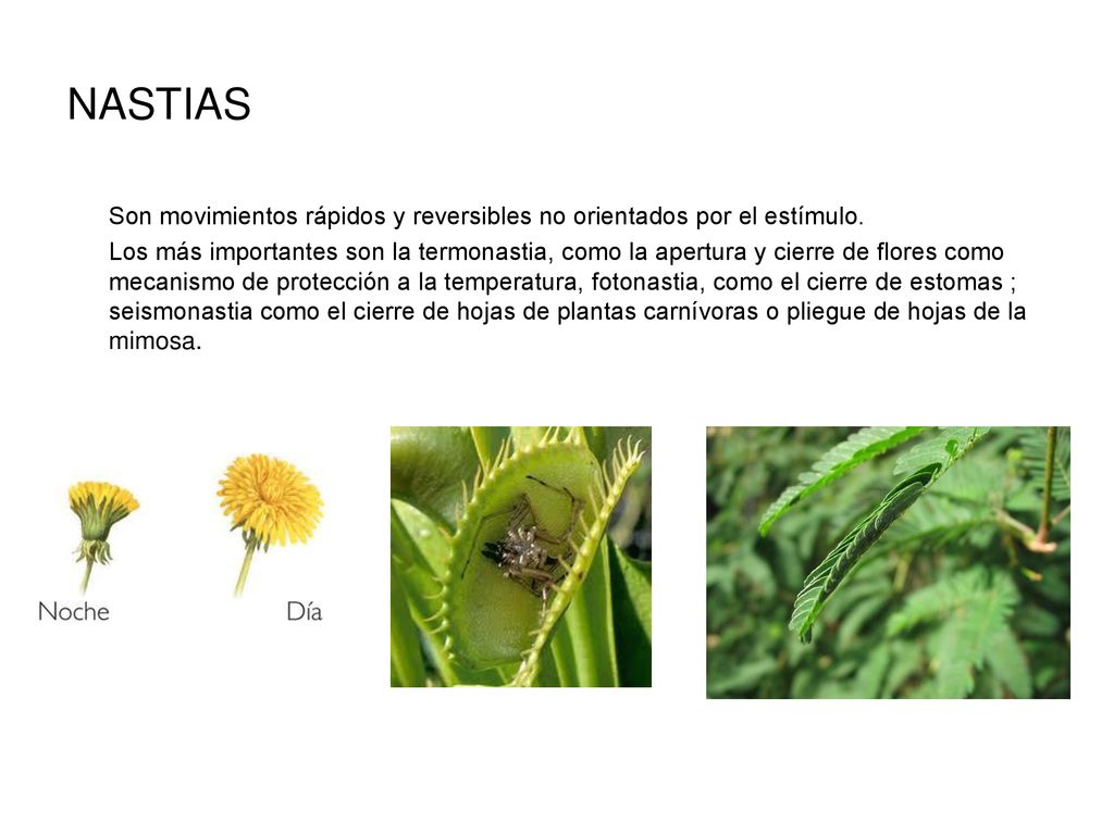 NASTIAS Son movimientos rápidos y reversibles no orientados por el estímulo.