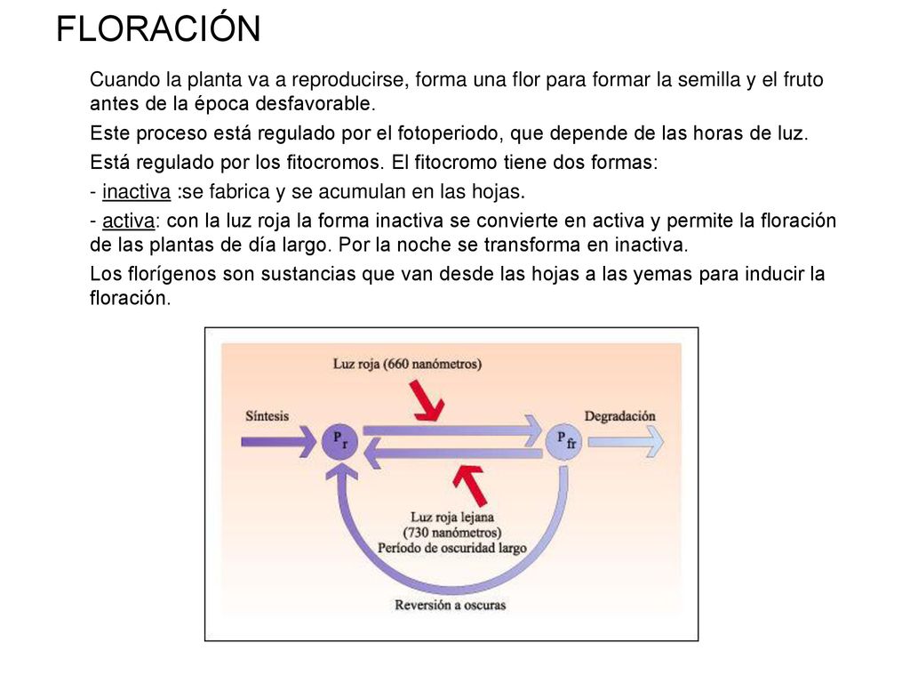 FLORACIÓN Cuando la planta va a reproducirse, forma una flor para formar la semilla y el fruto antes de la época desfavorable.