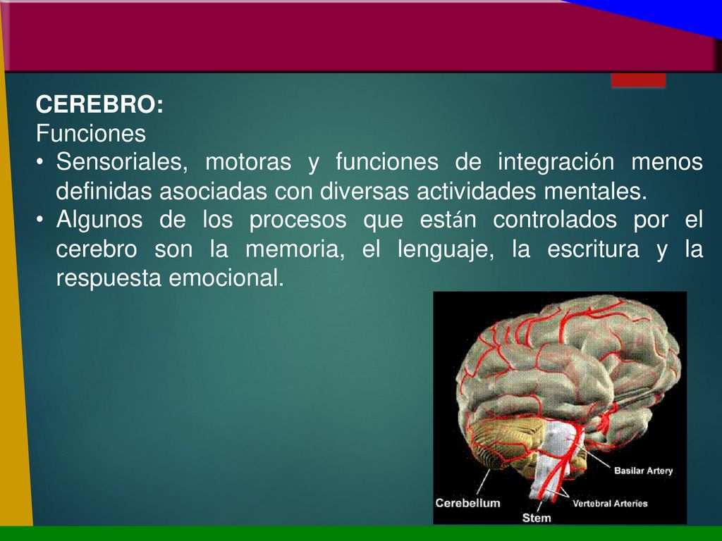 CEREBRO: Funciones. Sensoriales, motoras y funciones de integración menos definidas asociadas con diversas actividades mentales.