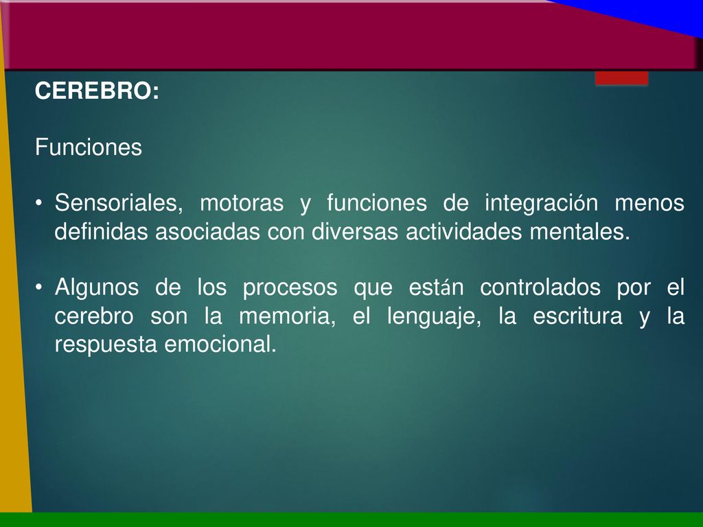 CEREBRO: Funciones. Sensoriales, motoras y funciones de integración menos definidas asociadas con diversas actividades mentales.