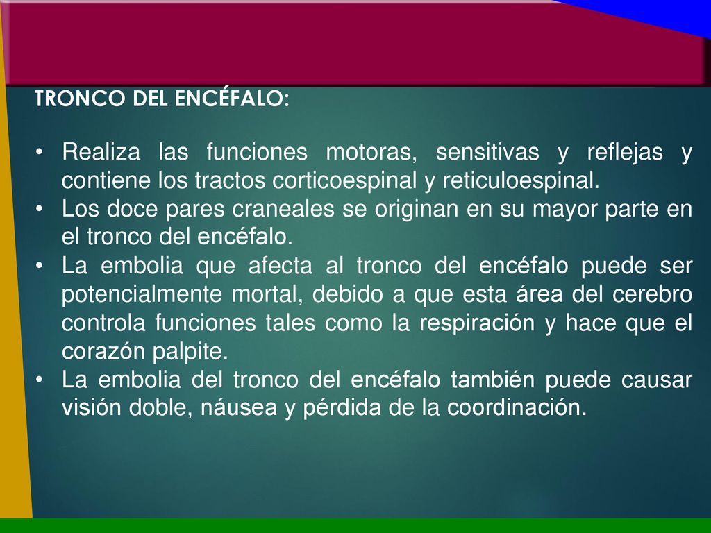 TRONCO DEL ENCÉFALO: Realiza las funciones motoras, sensitivas y reflejas y contiene los tractos corticoespinal y reticuloespinal.