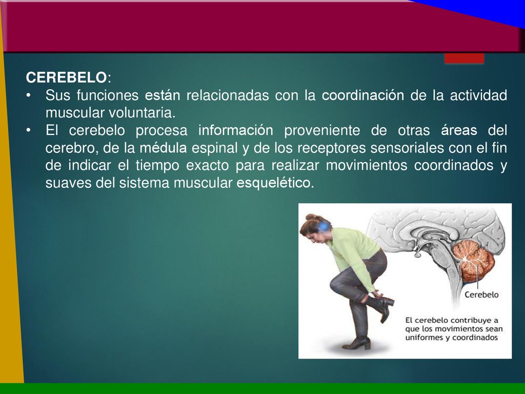 CEREBELO: Sus funciones están relacionadas con la coordinación de la actividad muscular voluntaria.