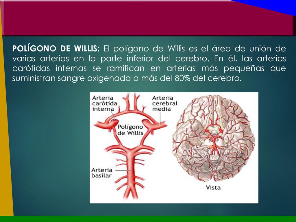 POLÍGONO DE WILLIS: El polígono de Willis es el área de unión de varias arterias en la parte inferior del cerebro.