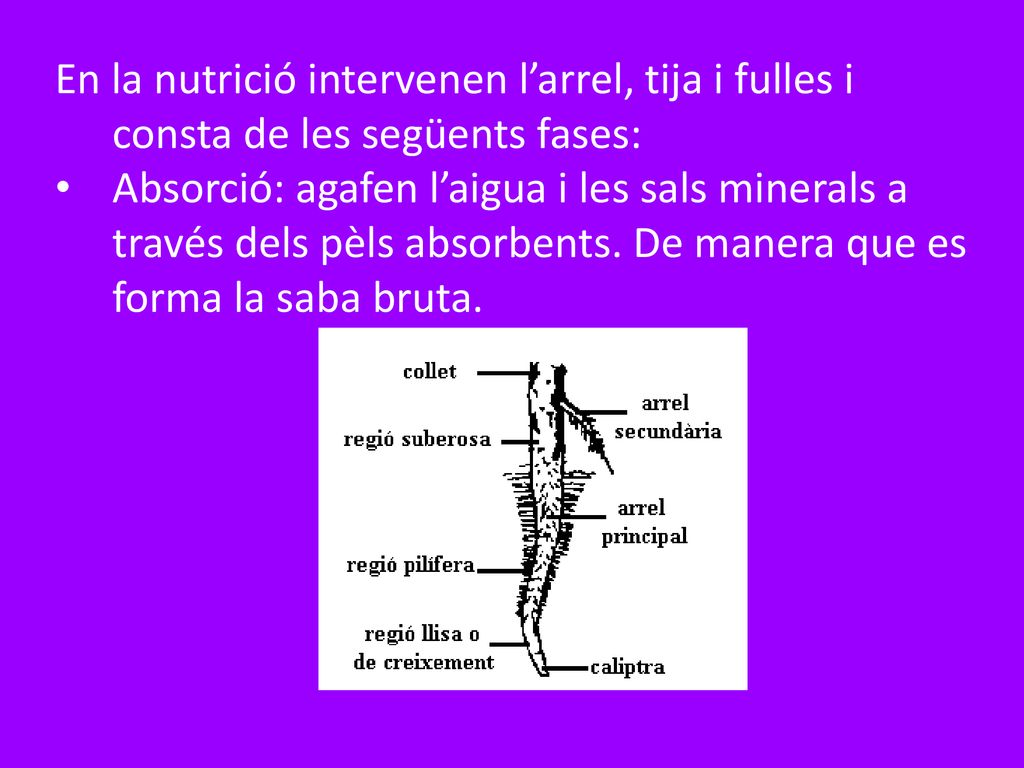 En la nutrició intervenen l’arrel, tija i fulles i consta de les següents fases: