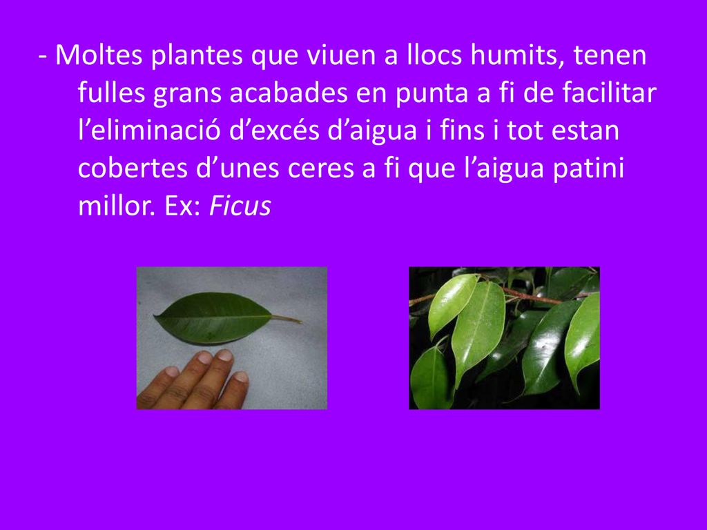 - Moltes plantes que viuen a llocs humits, tenen fulles grans acabades en punta a fi de facilitar l’eliminació d’excés d’aigua i fins i tot estan cobertes d’unes ceres a fi que l’aigua patini millor.