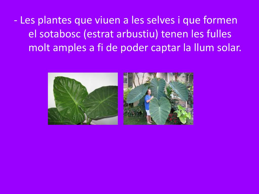 - Les plantes que viuen a les selves i que formen el sotabosc (estrat arbustiu) tenen les fulles molt amples a fi de poder captar la llum solar.