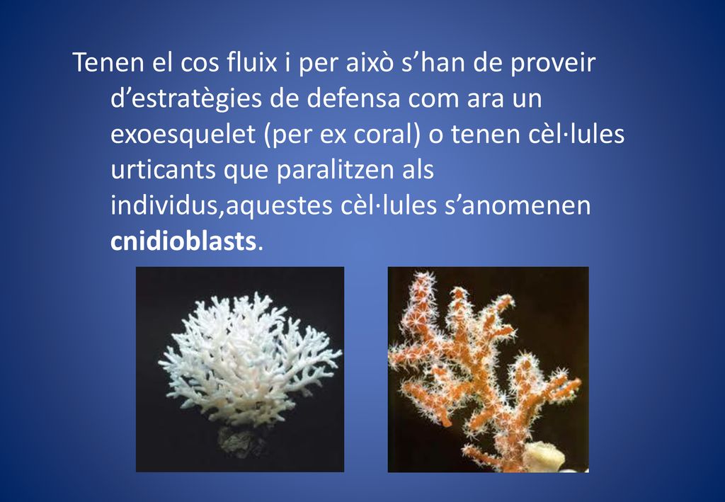 Tenen el cos fluix i per això s’han de proveir d’estratègies de defensa com ara un exoesquelet (per ex coral) o tenen cèl·lules urticants que paralitzen als individus,aquestes cèl·lules s’anomenen cnidioblasts.
