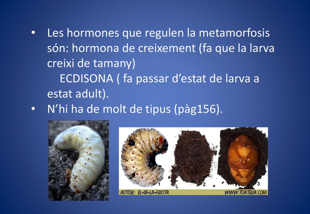 Les hormones que regulen la metamorfosis són: hormona de creixement (fa que la larva creixi de tamany)