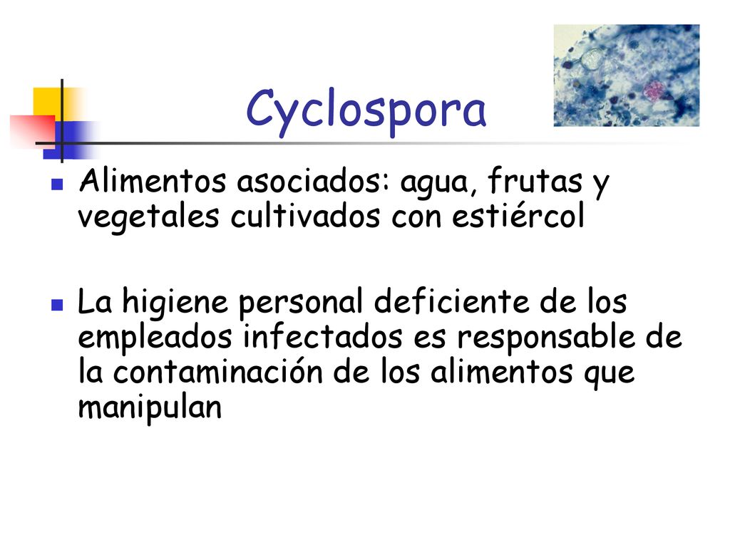 Cyclospora Alimentos asociados: agua, frutas y vegetales cultivados con estiércol.