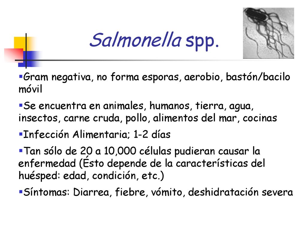 Salmonella spp. Gram negativa, no forma esporas, aerobio, bastón/bacilo móvil.