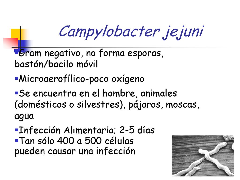 Campylobacter jejuni Gram negativo, no forma esporas, bastón/bacilo móvil. Microaerofílico-poco oxígeno.