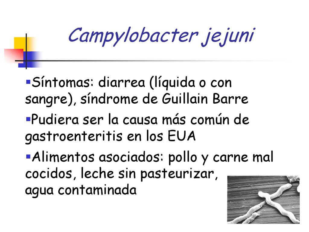 Campylobacter jejuni Síntomas: diarrea (líquida o con sangre), síndrome de Guillain Barre.