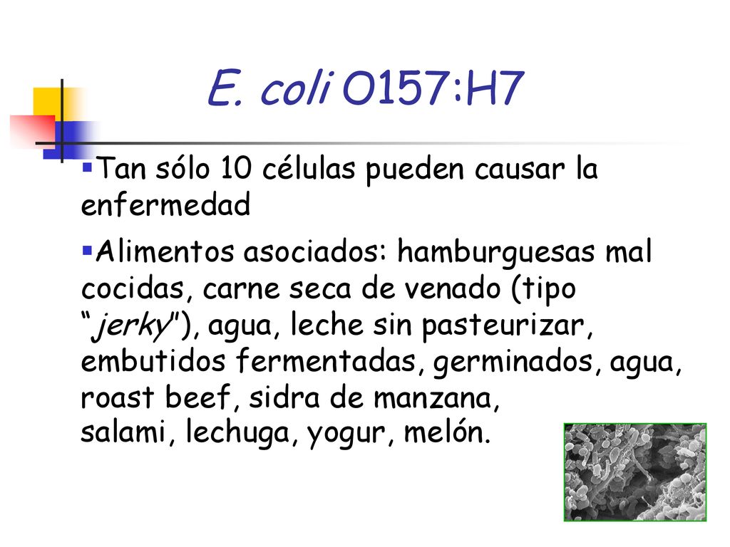 E. coli O157:H7 Tan sólo 10 células pueden causar la enfermedad