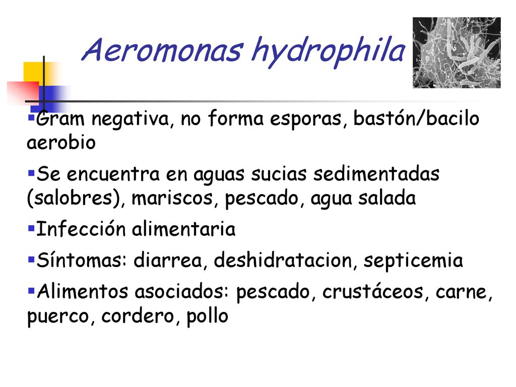 Aeromonas hydrophila Gram negativa, no forma esporas, bastón/bacilo aerobio.