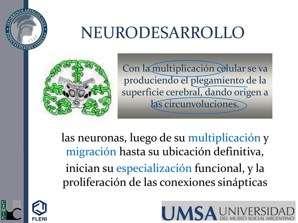 NEURODESARROLLO Con la multiplicación celular se va produciendo el plegamiento de la superficie cerebral, dando origen a las circunvoluciones.