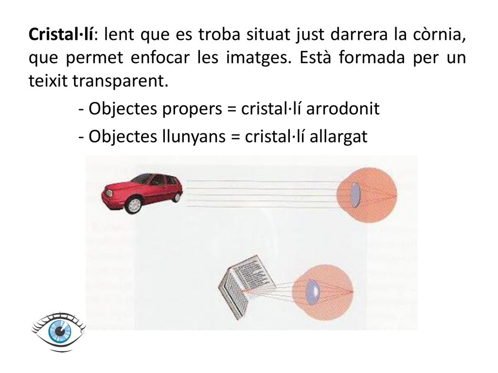 Cristal·lí: lent que es troba situat just darrera la còrnia, que permet enfocar les imatges.