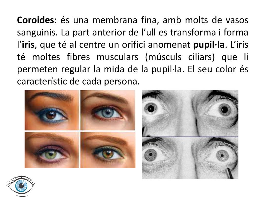 Coroides: és una membrana fina, amb molts de vasos sanguinis