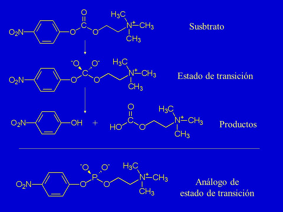 Susbtrato Estado de transición + Productos Análogo de estado de transición