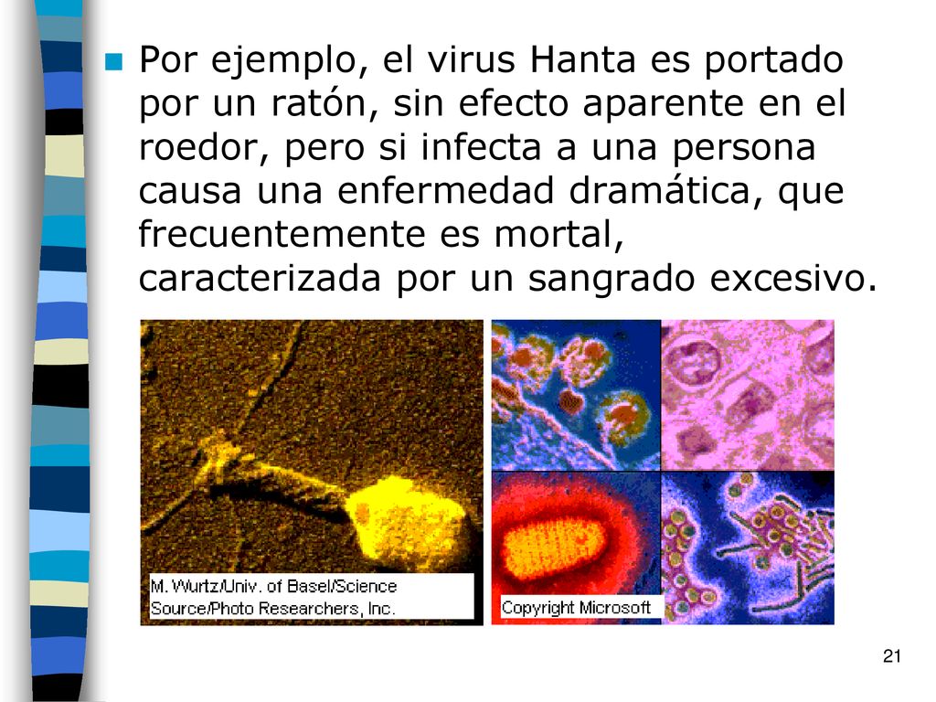 Por ejemplo, el virus Hanta es portado por un ratón, sin efecto aparente en el roedor, pero si infecta a una persona causa una enfermedad dramática, que frecuentemente es mortal, caracterizada por un sangrado excesivo.