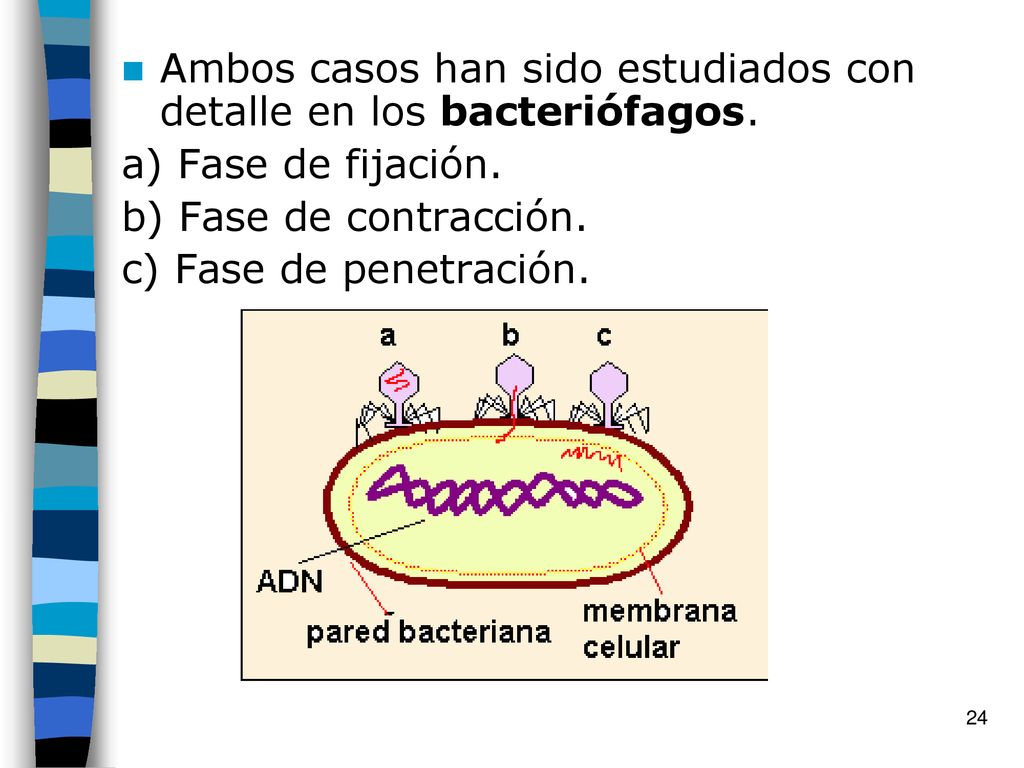 Ambos casos han sido estudiados con detalle en los bacteriófagos.