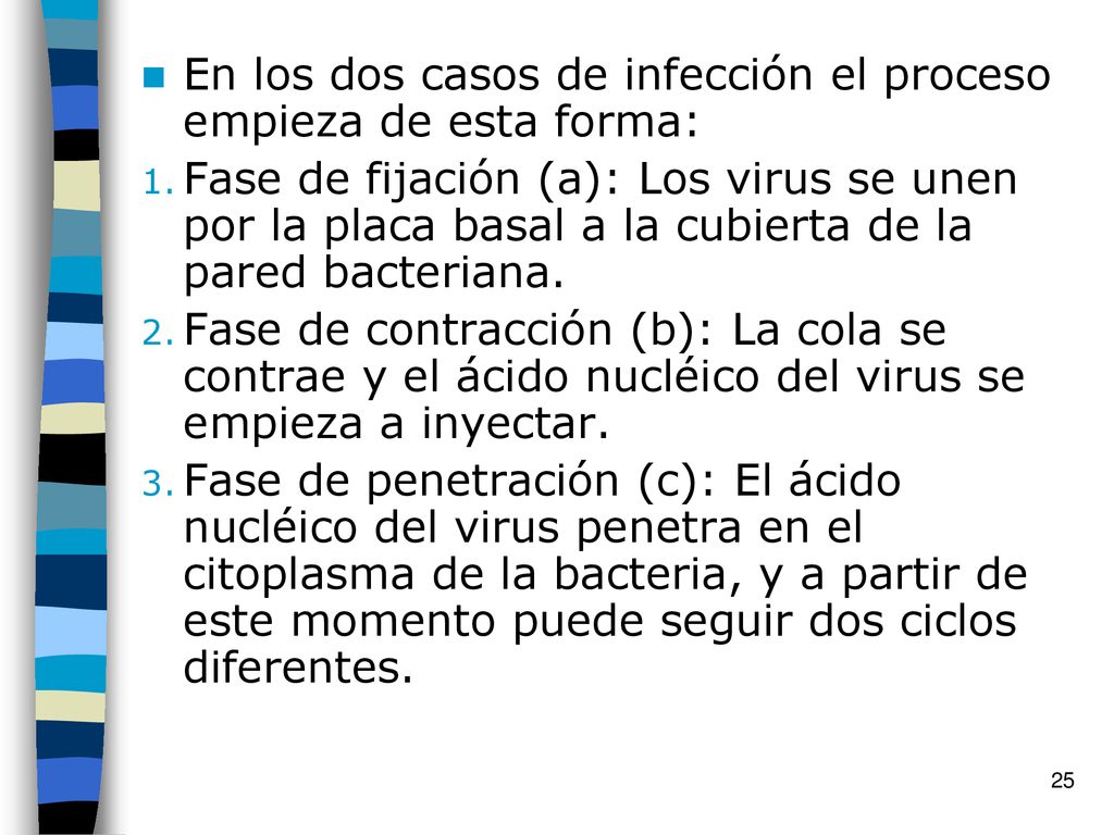 En los dos casos de infección el proceso empieza de esta forma: