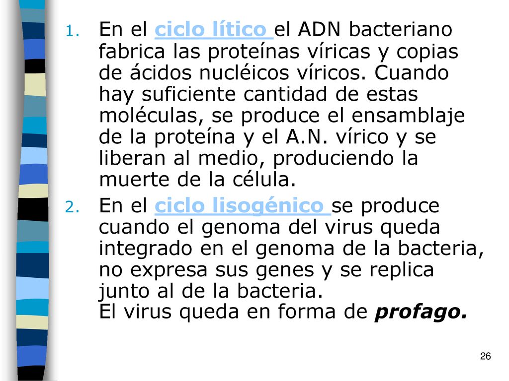 En el ciclo lítico el ADN bacteriano fabrica las proteínas víricas y copias de ácidos nucléicos víricos. Cuando hay suficiente cantidad de estas moléculas, se produce el ensamblaje de la proteína y el A.N. vírico y se liberan al medio, produciendo la muerte de la célula.
