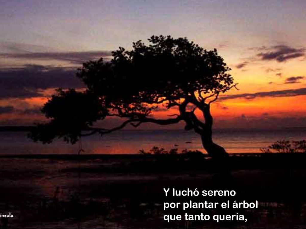 Y luchó sereno por plantar el árbol que tanto quería,