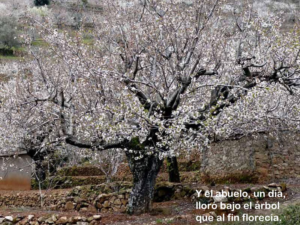 Y el abuelo, un día, lloró bajo el árbol que al fin florecía.