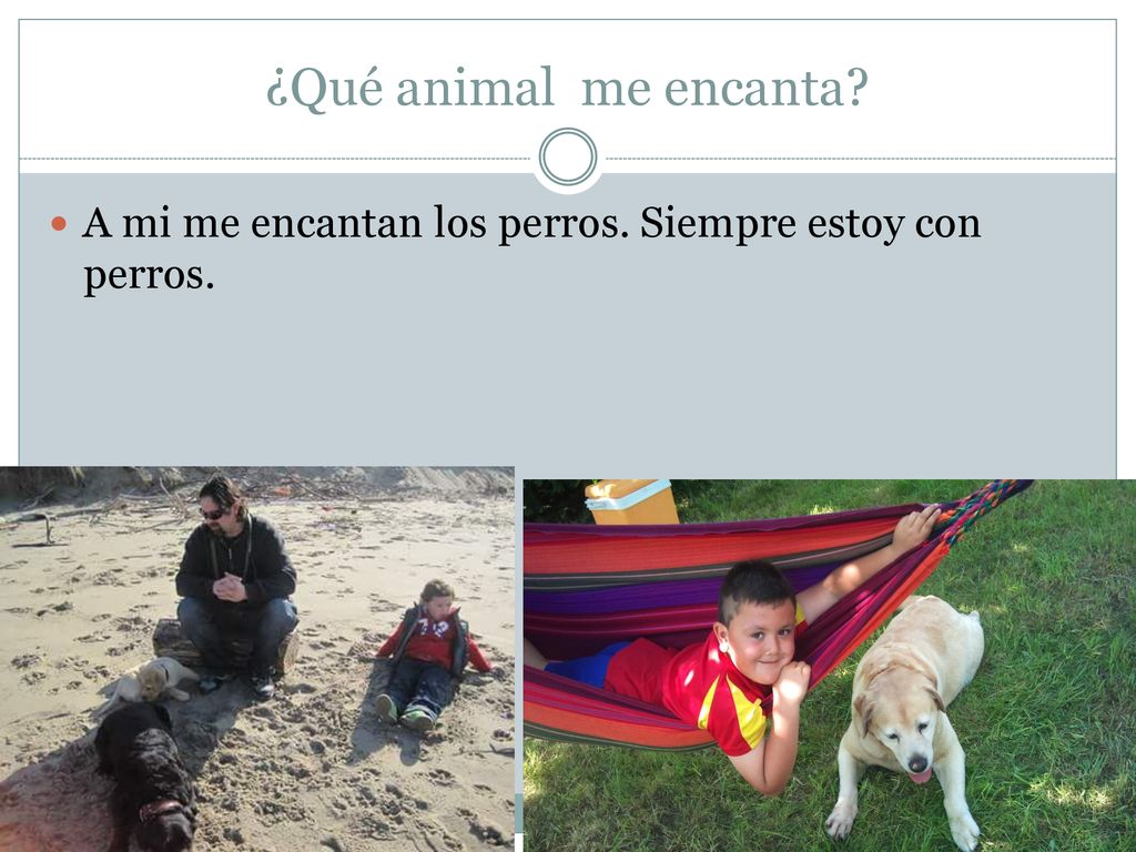 ¿Qué animal me encanta A mi me encantan los perros. Siempre estoy con perros.