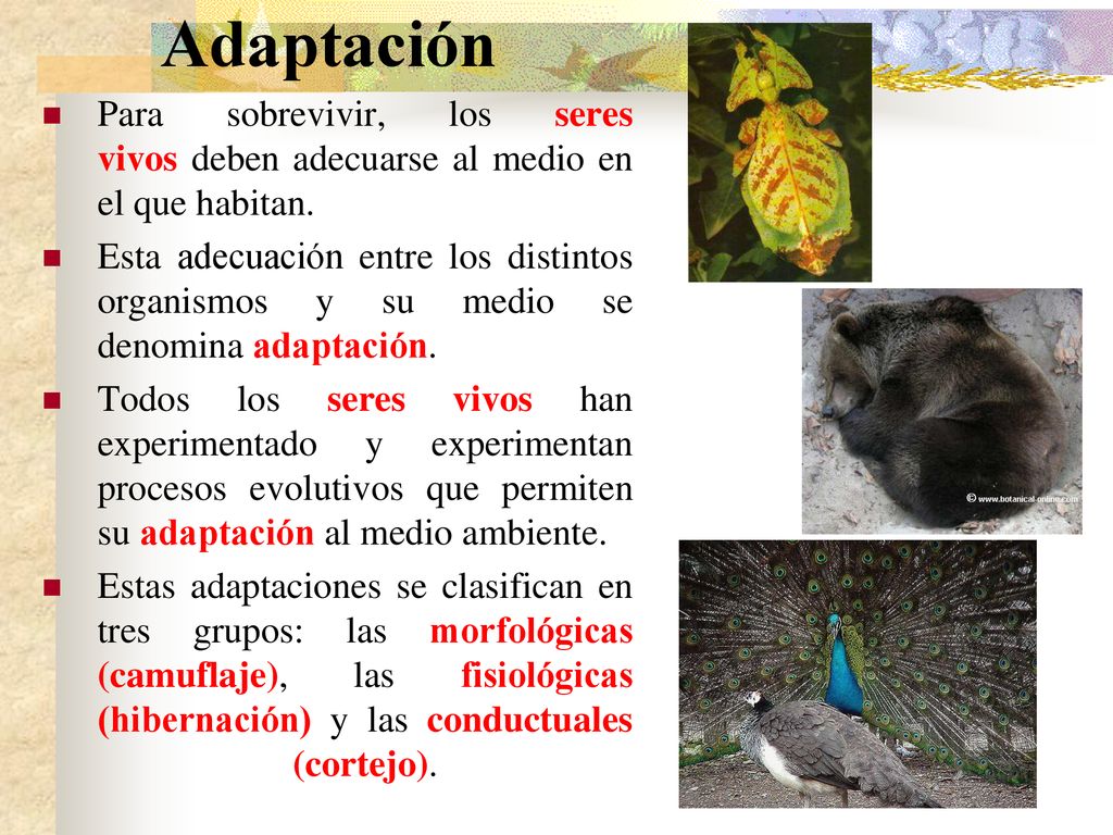Adaptación Para sobrevivir, los seres vivos deben adecuarse al medio en el que habitan.