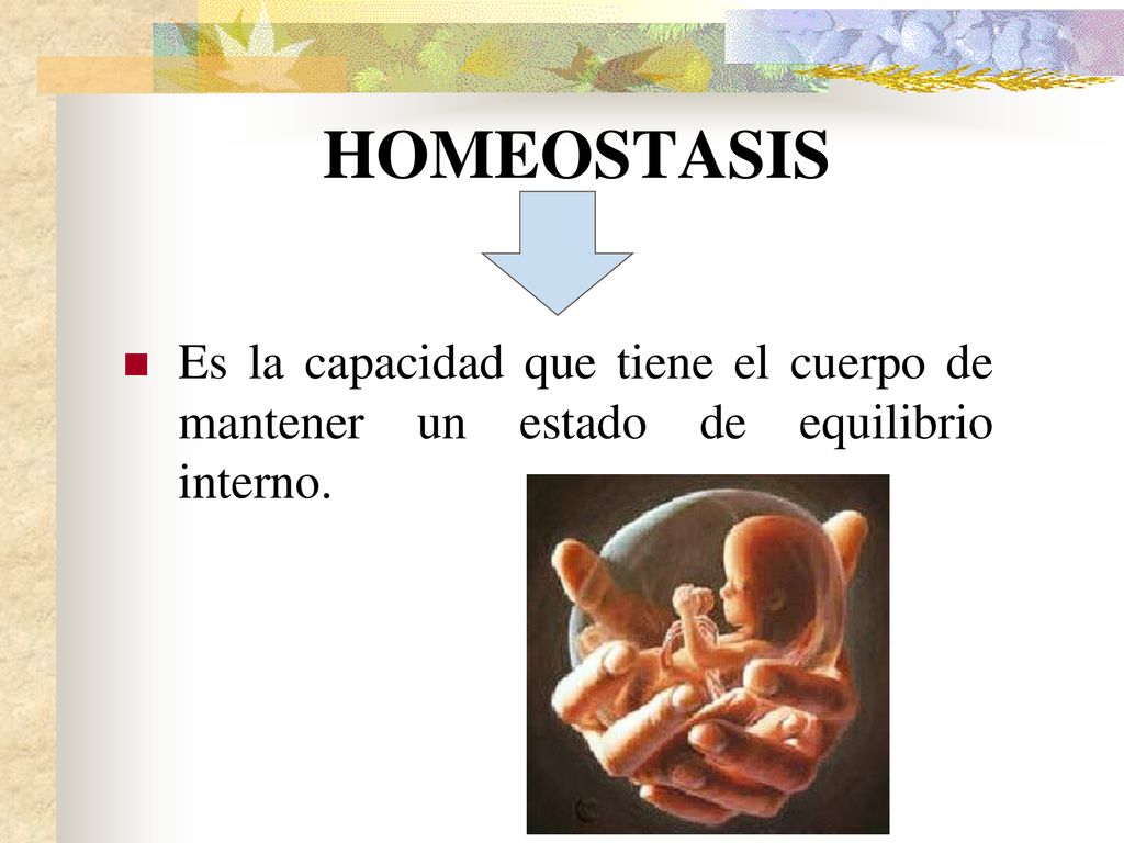 HOMEOSTASIS Es la capacidad que tiene el cuerpo de mantener un estado de equilibrio interno.
