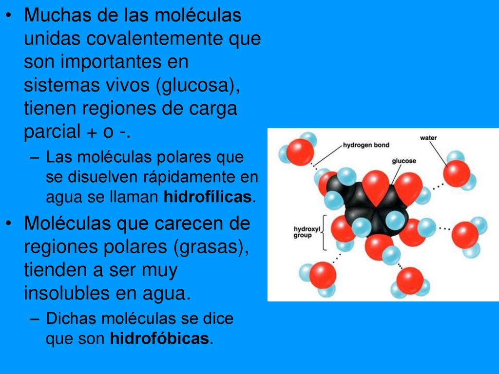 Muchas de las moléculas unidas covalentemente que son importantes en sistemas vivos (glucosa), tienen regiones de carga parcial + o -.