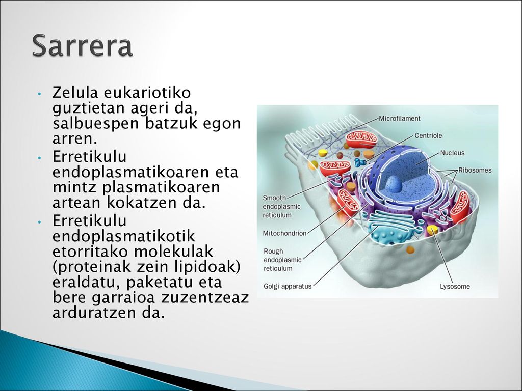 Sarrera Zelula eukariotiko guztietan ageri da, salbuespen batzuk egon arren.