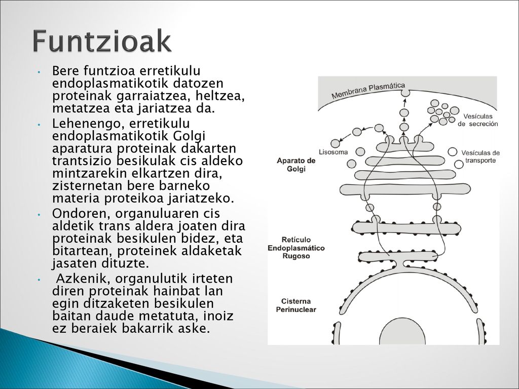 Funtzioak Bere funtzioa erretikulu endoplasmatikotik datozen proteinak garraiatzea, heltzea, metatzea eta jariatzea da.
