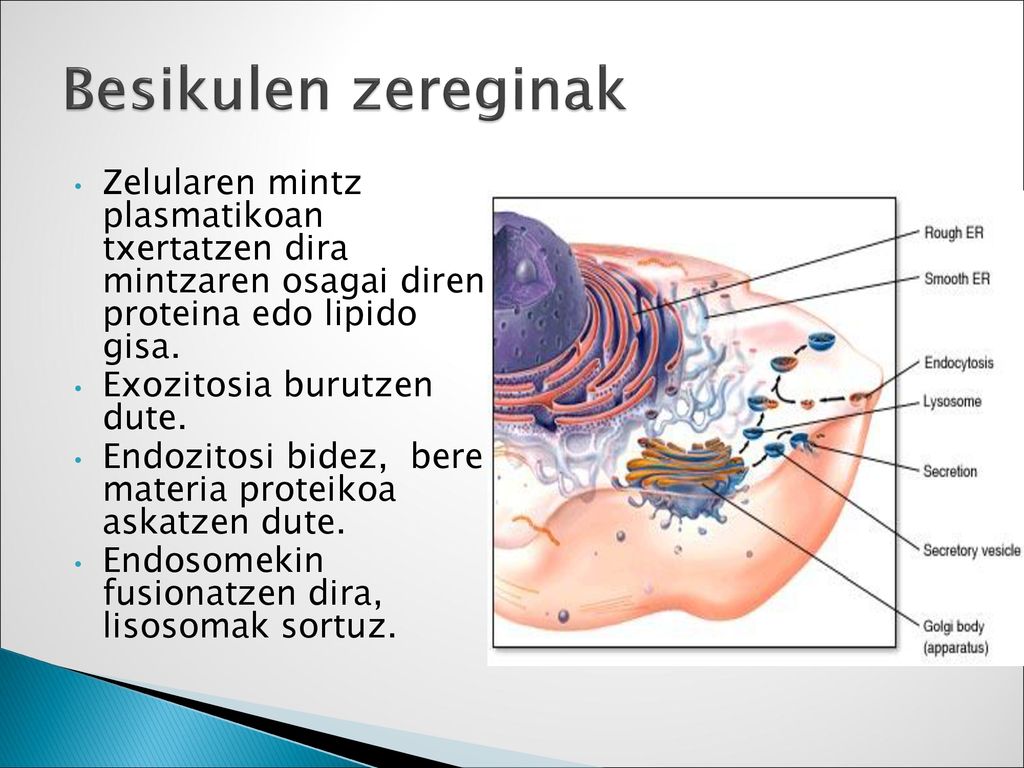 Besikulen zereginak Zelularen mintz plasmatikoan txertatzen dira mintzaren osagai diren proteina edo lipido gisa.