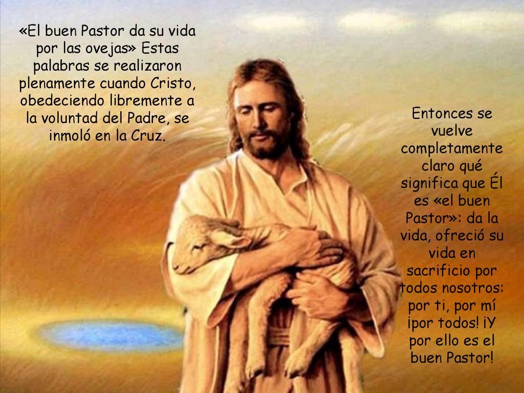 «El buen Pastor da su vida por las ovejas» Estas palabras se realizaron plenamente cuando Cristo, obedeciendo libremente a la voluntad del Padre, se inmoló en la Cruz.