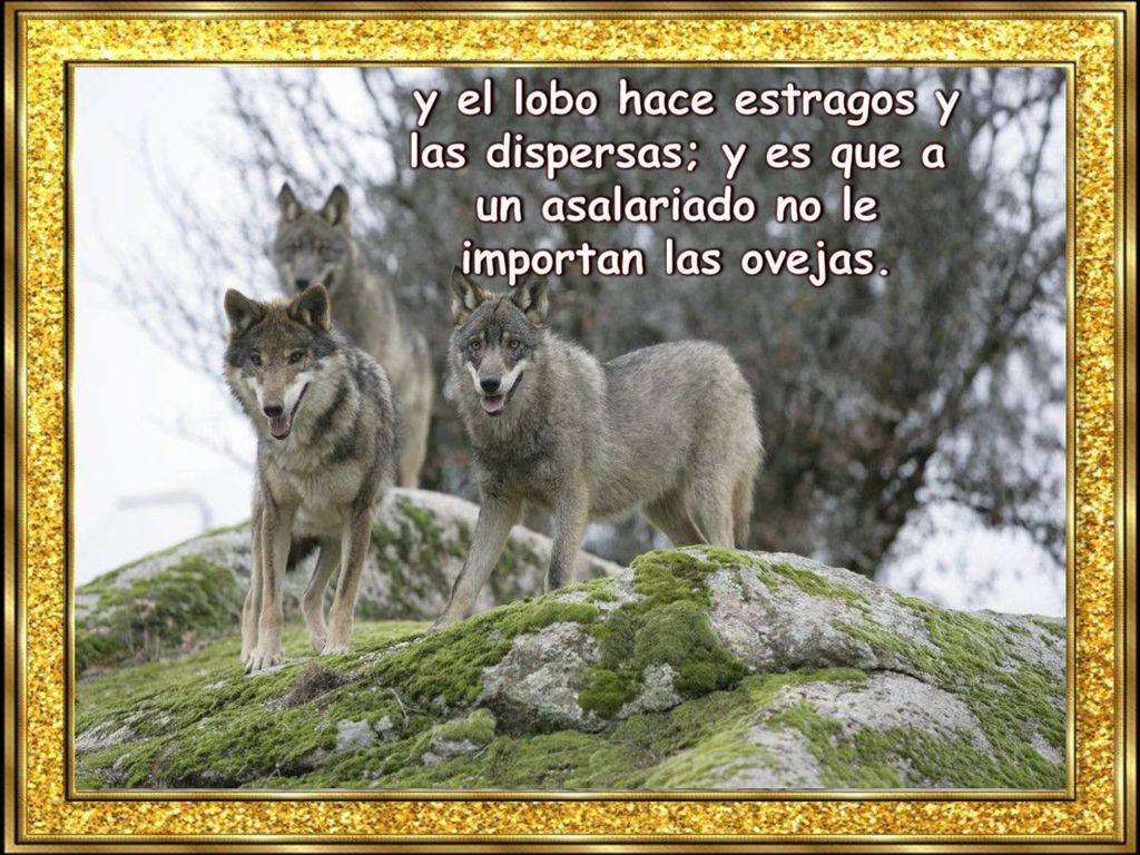 y el lobo hace estragos y las dispersas; y es que a un asalariado no le importan las ovejas.