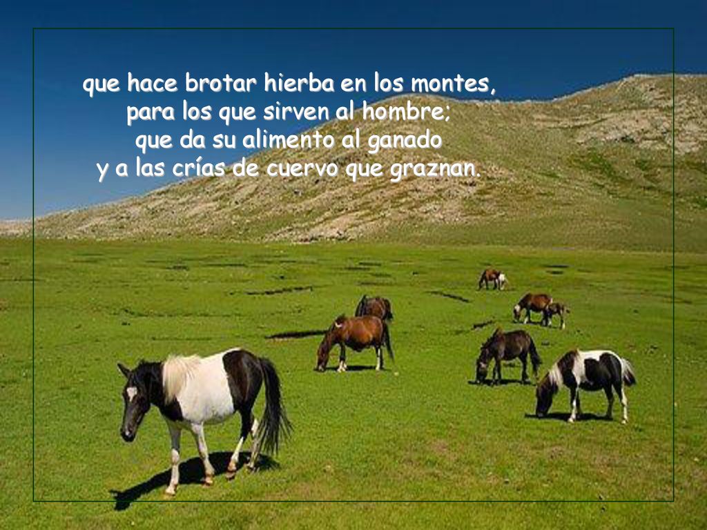 que hace brotar hierba en los montes, para los que sirven al hombre; que da su alimento al ganado y a las crías de cuervo que graznan.