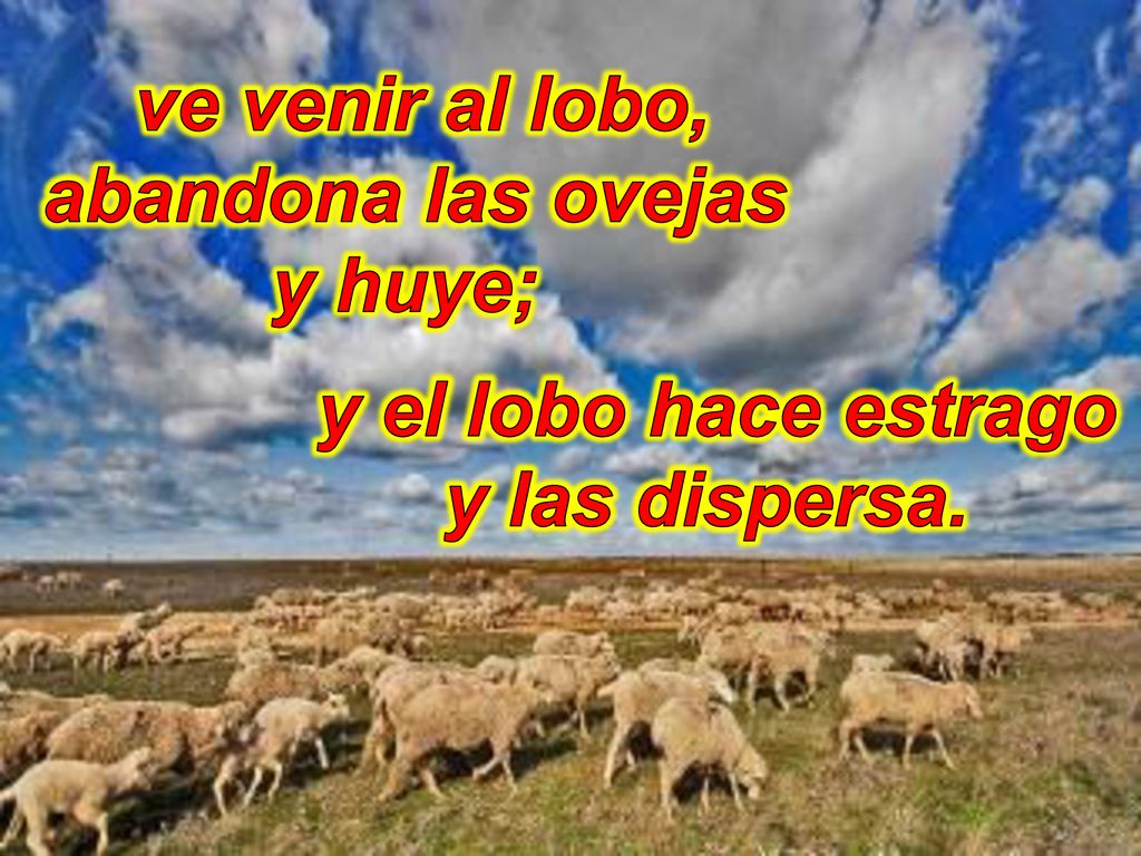 abandona las ovejas y huye; y el lobo hace estrago y las dispersa.