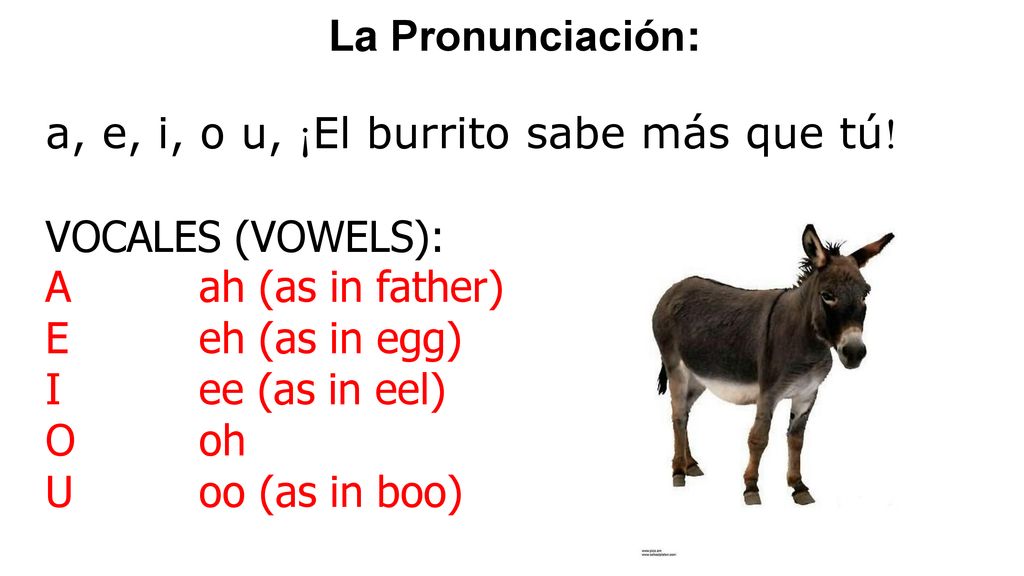 La Pronunciación: a, e, i, o u, ¡El burrito sabe más que tú! VOCALES (VOWELS): A ah (as in father)