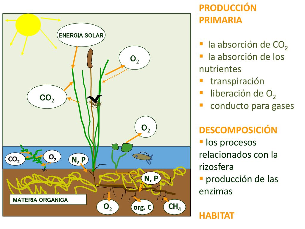 la absorción de los nutrientes transpiración liberación de O2