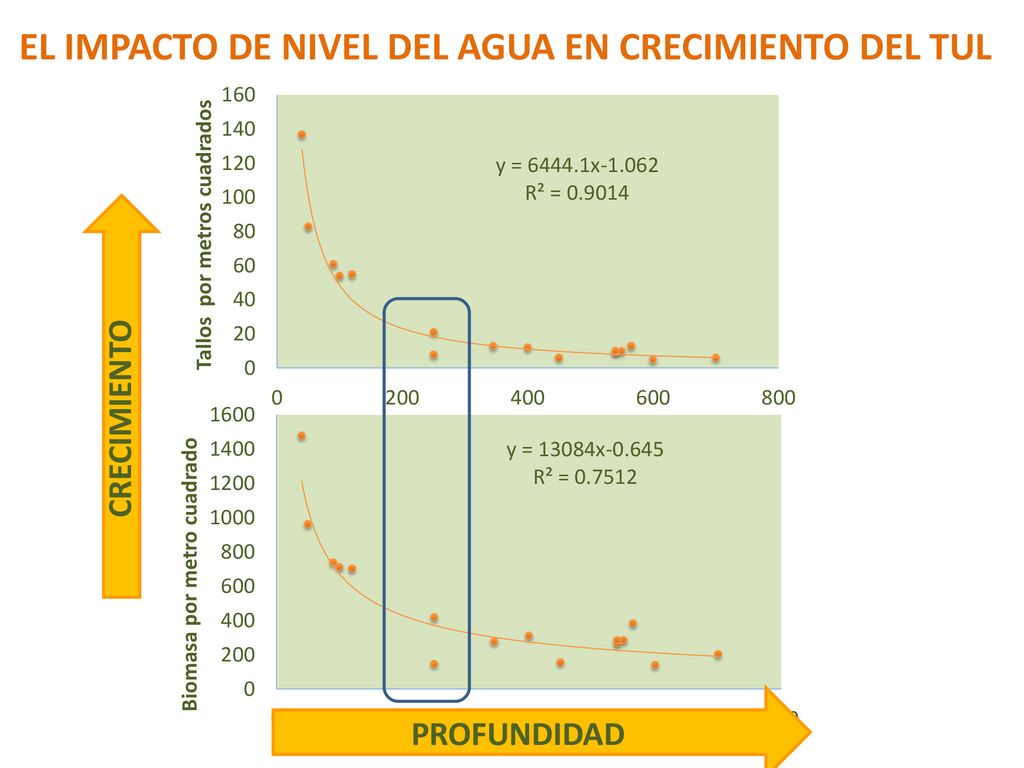 EL IMPACTO DE NIVEL DEL AGUA EN CRECIMIENTO DEL TUL