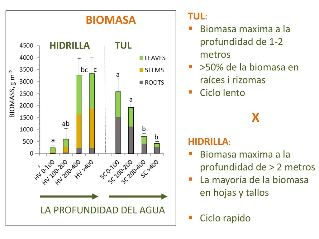 BIOMASA TUL: Biomasa maxima a la profundidad de 1-2 metros