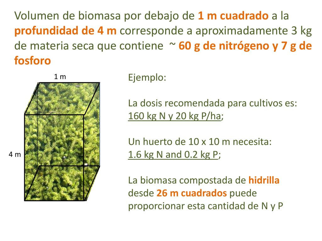 Volumen de biomasa por debajo de 1 m cuadrado a la profundidad de 4 m corresponde a aproximadamente 3 kg de materia seca que contiene ~ 60 g de nitrógeno y 7 g de fosforo