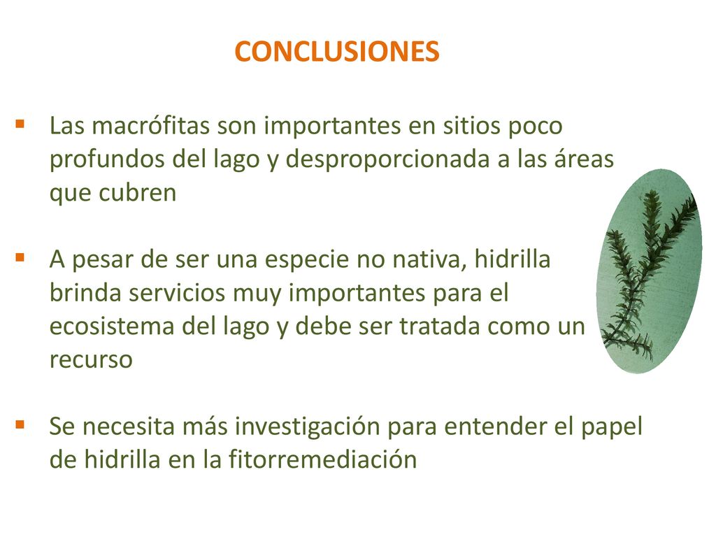 CONCLUSIONES Las macrófitas son importantes en sitios poco profundos del lago y desproporcionada a las áreas que cubren.
