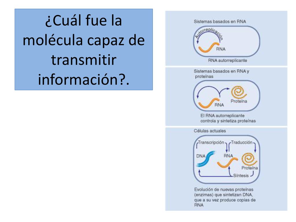 ¿Cuál fue la molécula capaz de transmitir información .